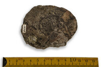 F 09501
<br/>
<br/>
<em></em>